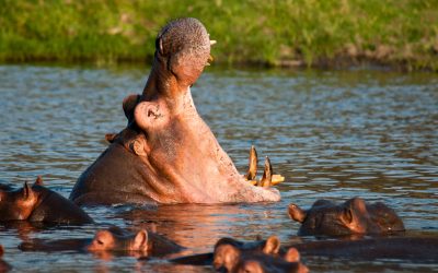 Katavi National Park