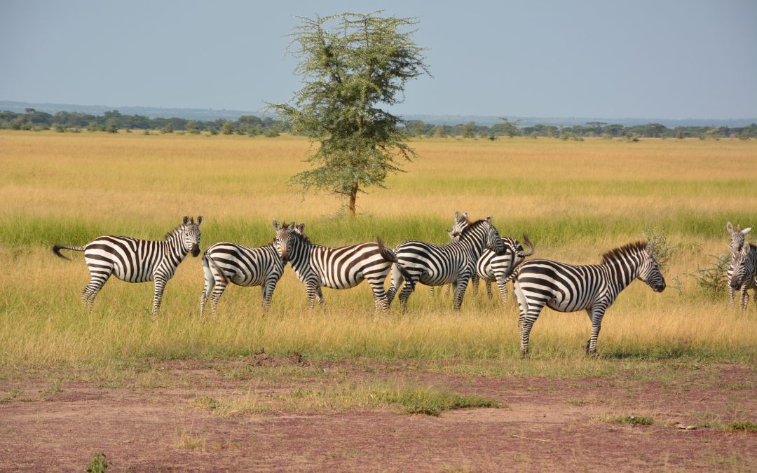 5 Day Tanzania Luxury Safari