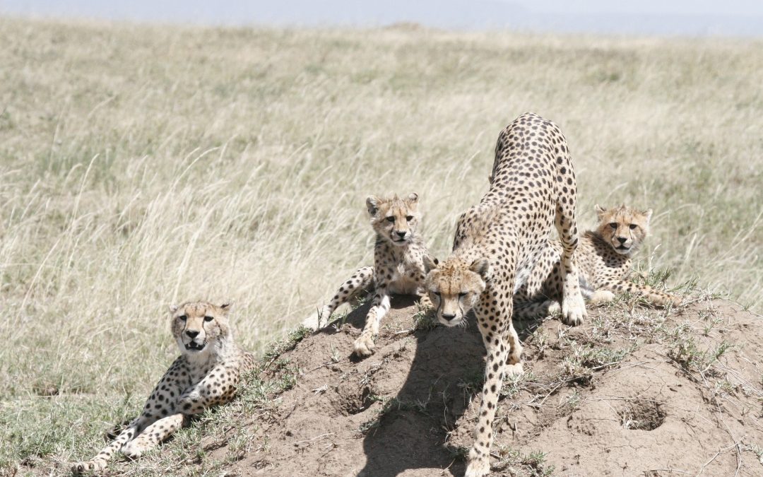 7 Day Tanzania Luxury Safari