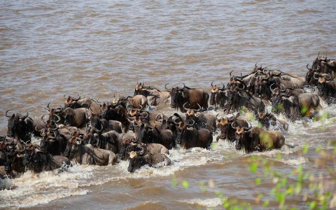 5 Days Great Wildebeest Migration Budget Safari