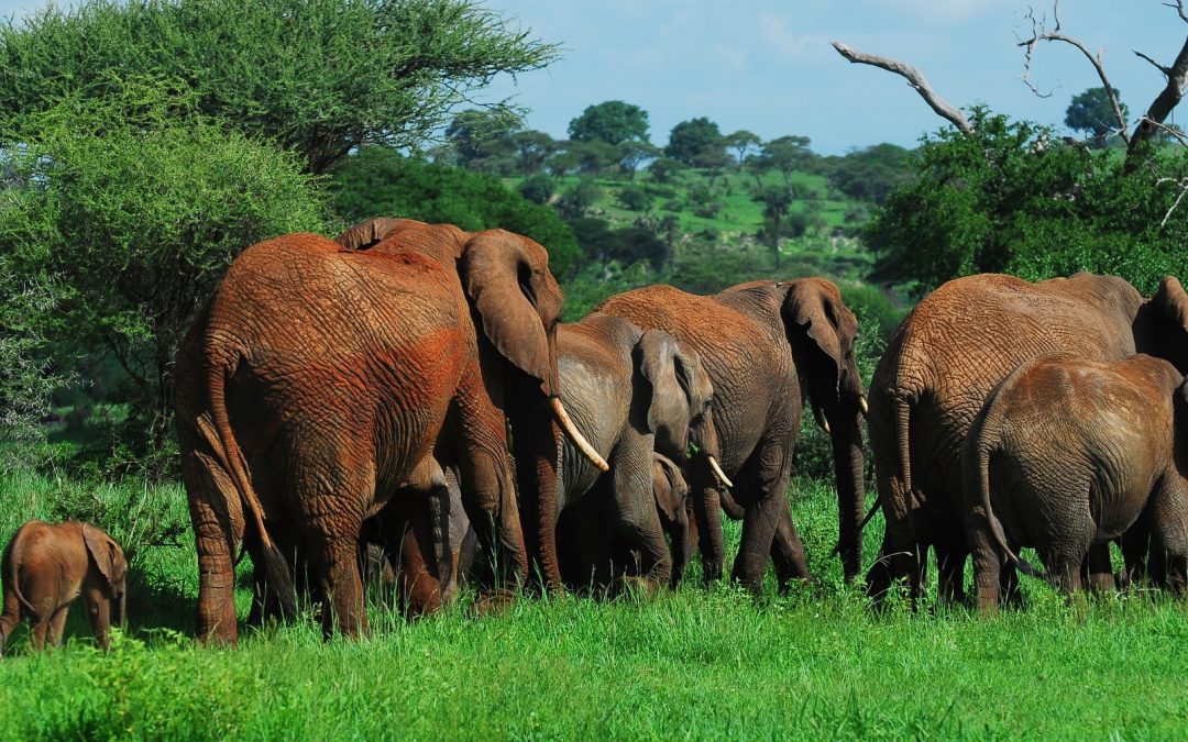 3 Day Lake Manyara and Tarangire