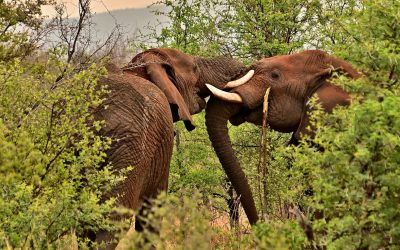 Kilimanjaro National Park