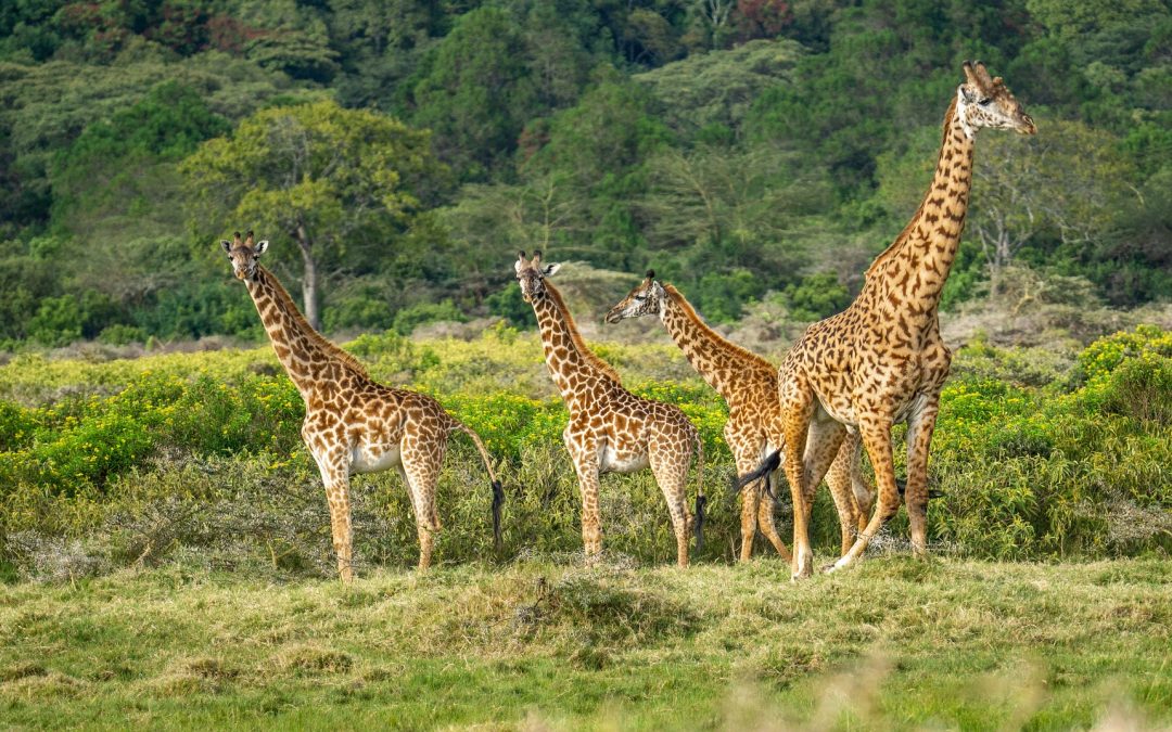 Mkomazi National Park