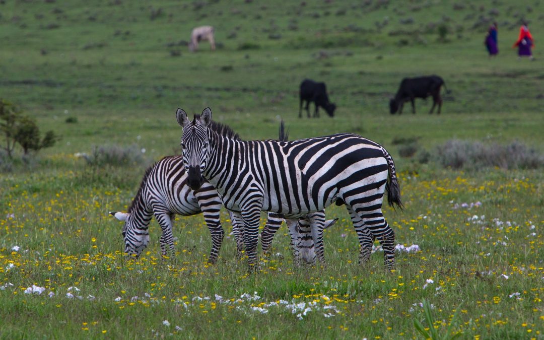 10 Day Tarangire, Lake Manyara, Lake Natron, Serengeti, Ngorongoro Crater, and Lake Eyasi